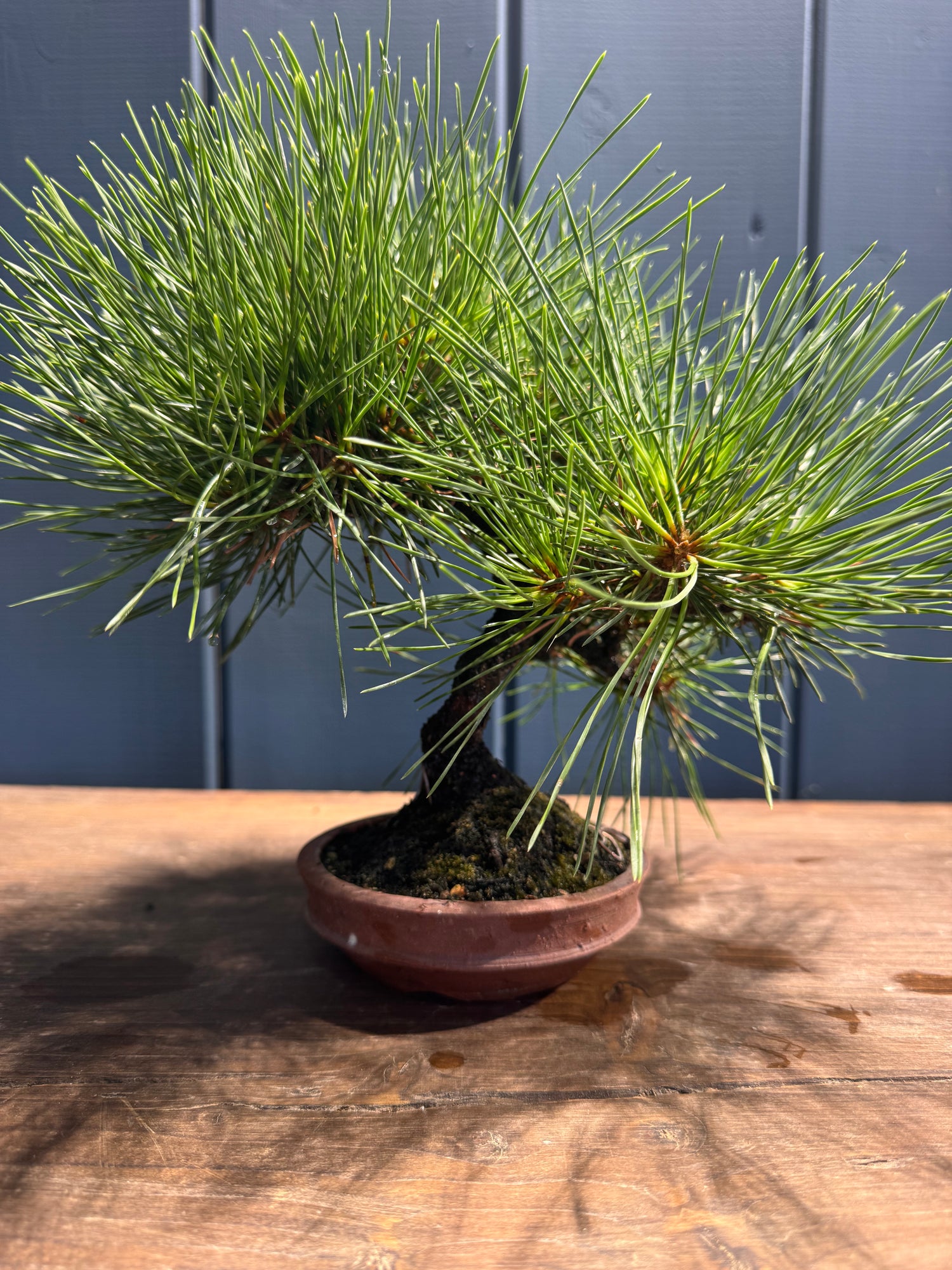 Pinus thunbergii