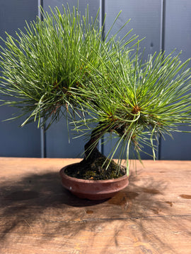 Pinus thunbergii