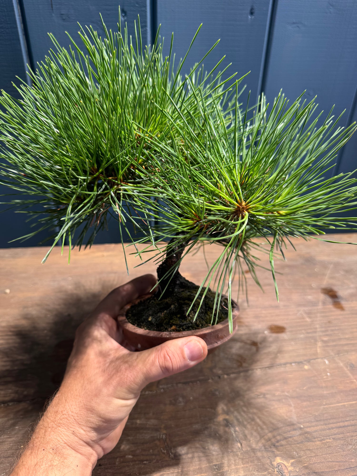 Pinus thunbergii