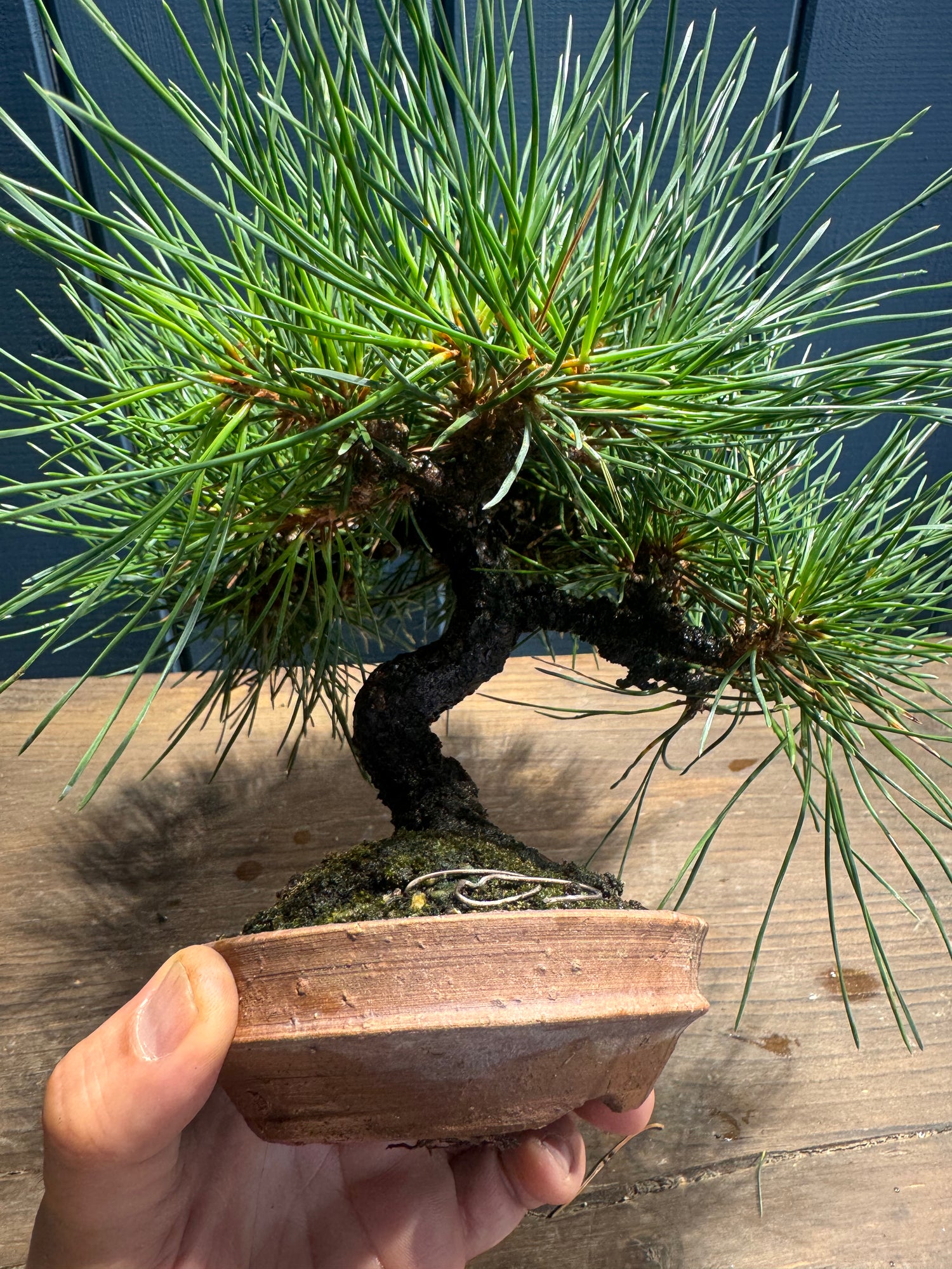 Pinus thunbergii