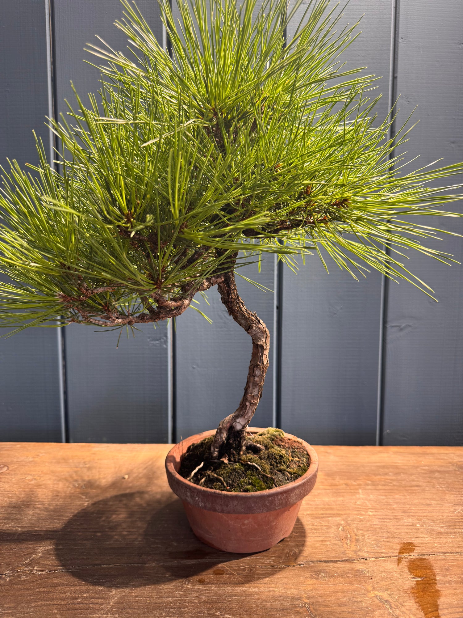 Pinus thunbergii