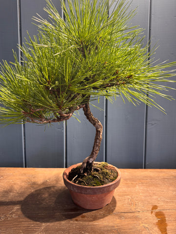 Pinus thunbergii