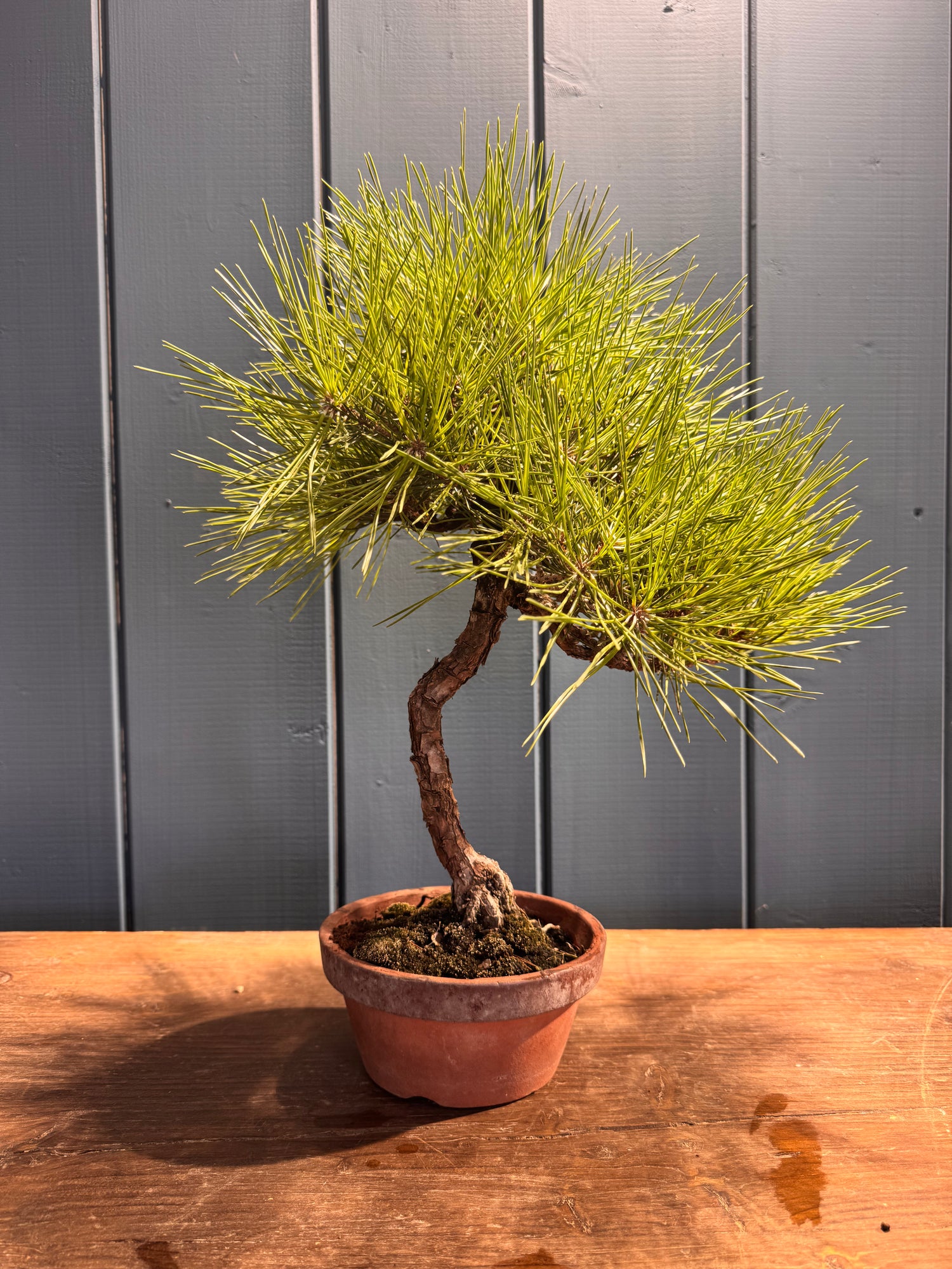 Pinus thunbergii