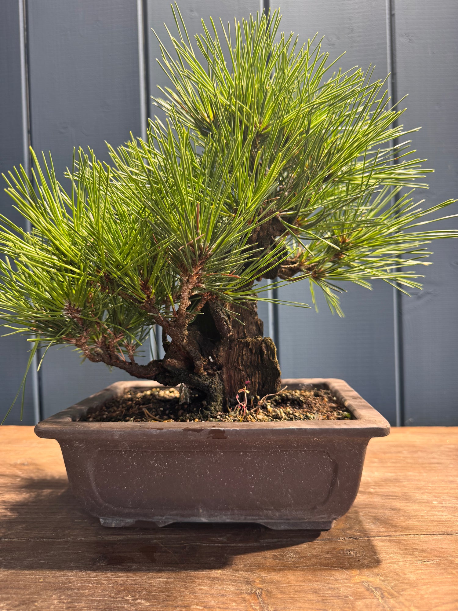 Pinus thunbergii ‘Corticosa’ PTC01