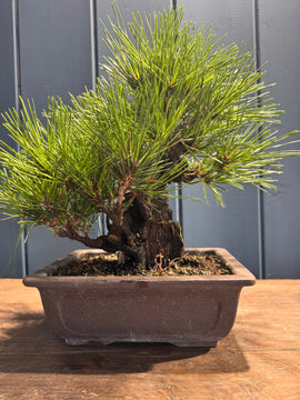 Pinus thunbergii ‘Corticosa’ PTC01