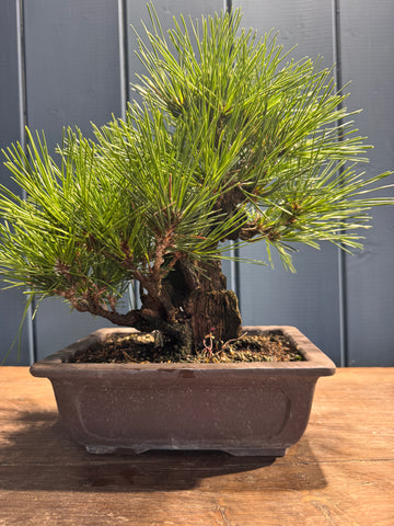 Pinus thunbergii ‘Corticosa’ PTC01