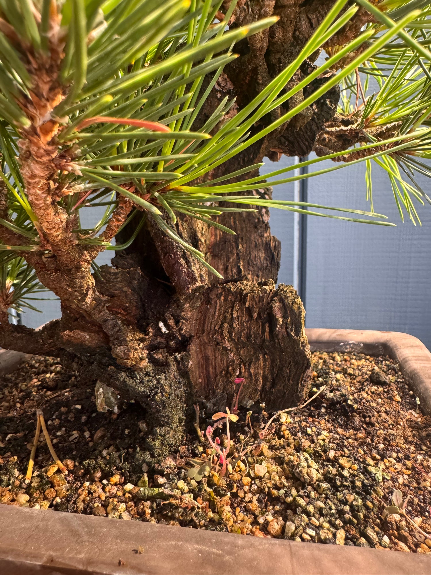Pinus thunbergii ‘Corticosa’ PTC01
