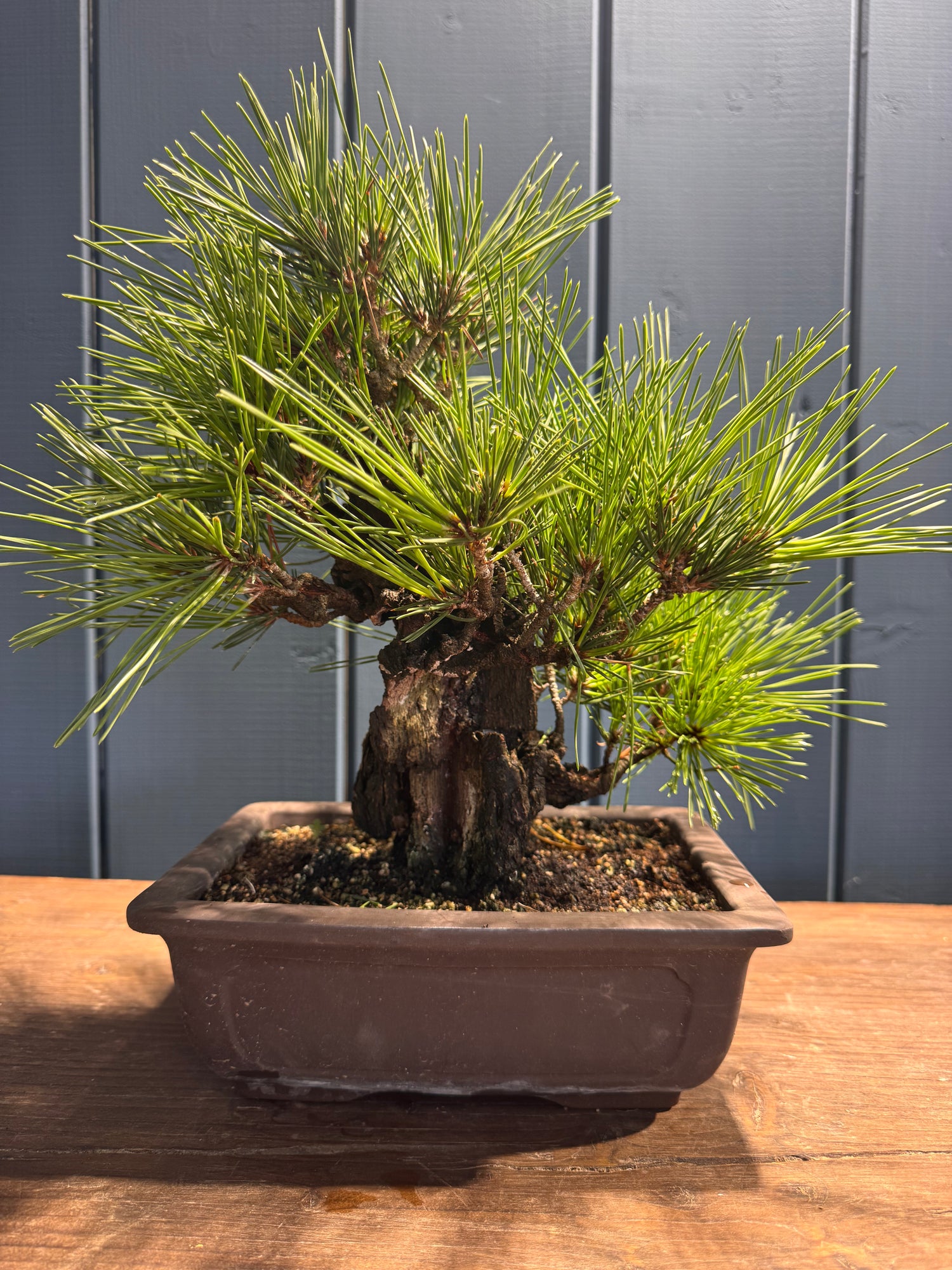 Pinus thunbergii ‘Corticosa’ PTC01
