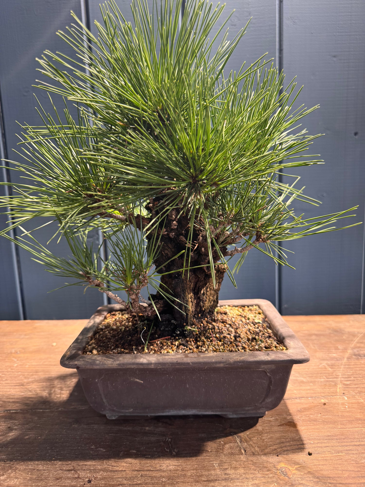 Pinus thunbergii ‘Corticosa’ PTC02