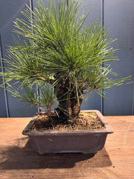 Pinus thunbergii ‘Corticosa’ PTC02