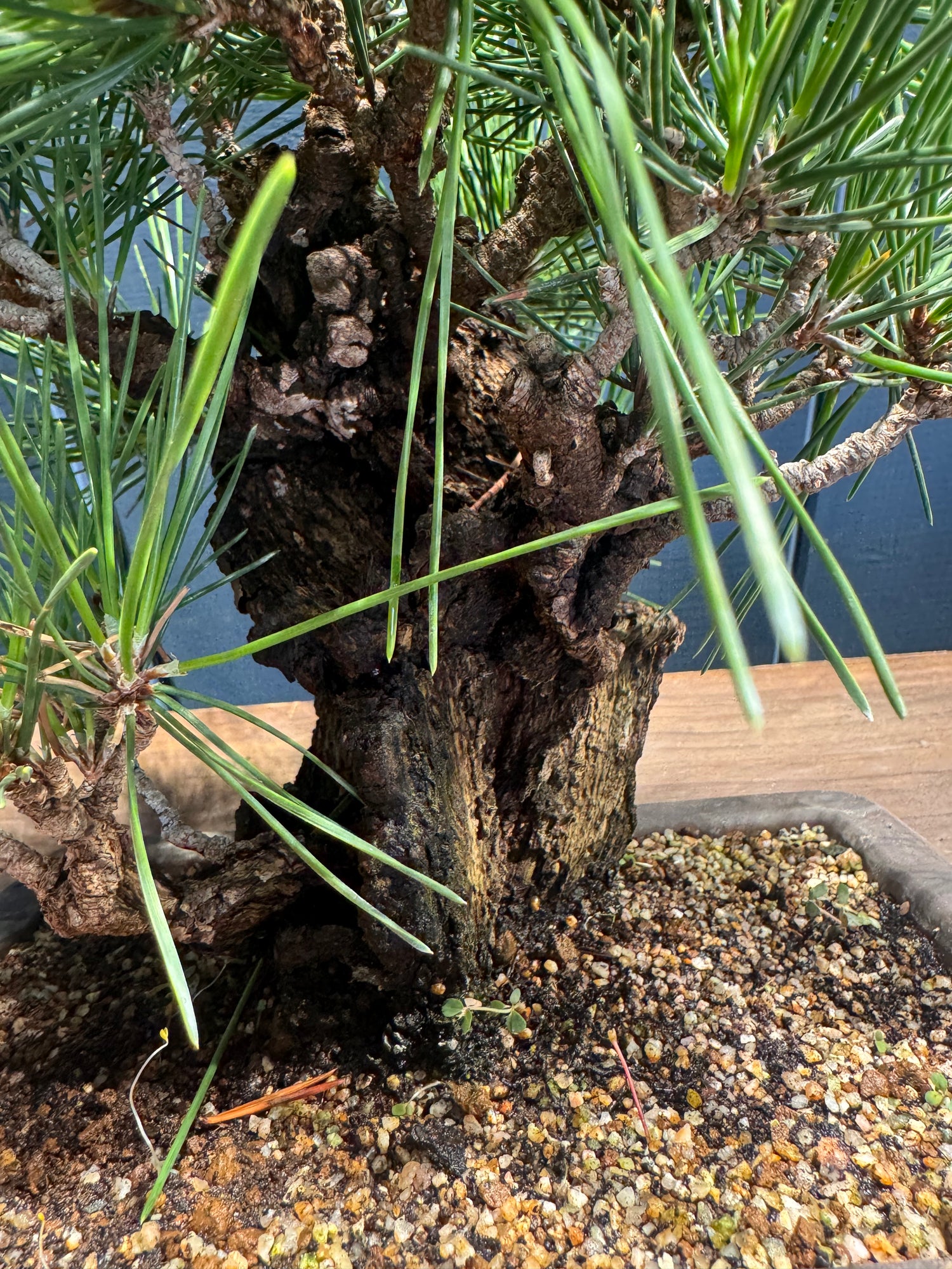 Pinus thunbergii ‘Corticosa’ PTC02