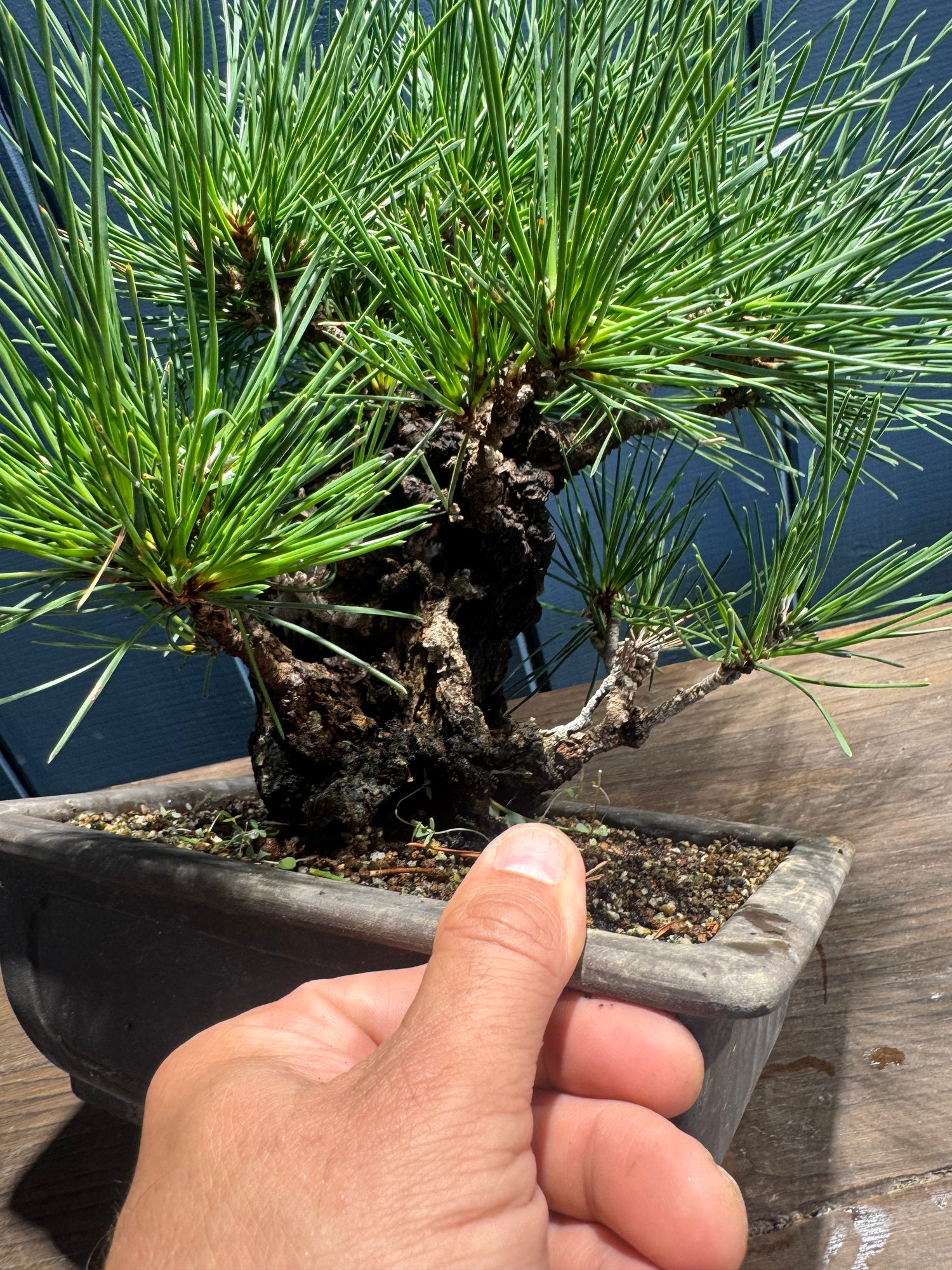 Pinus thunbergii ‘Corticosa’ PTC02