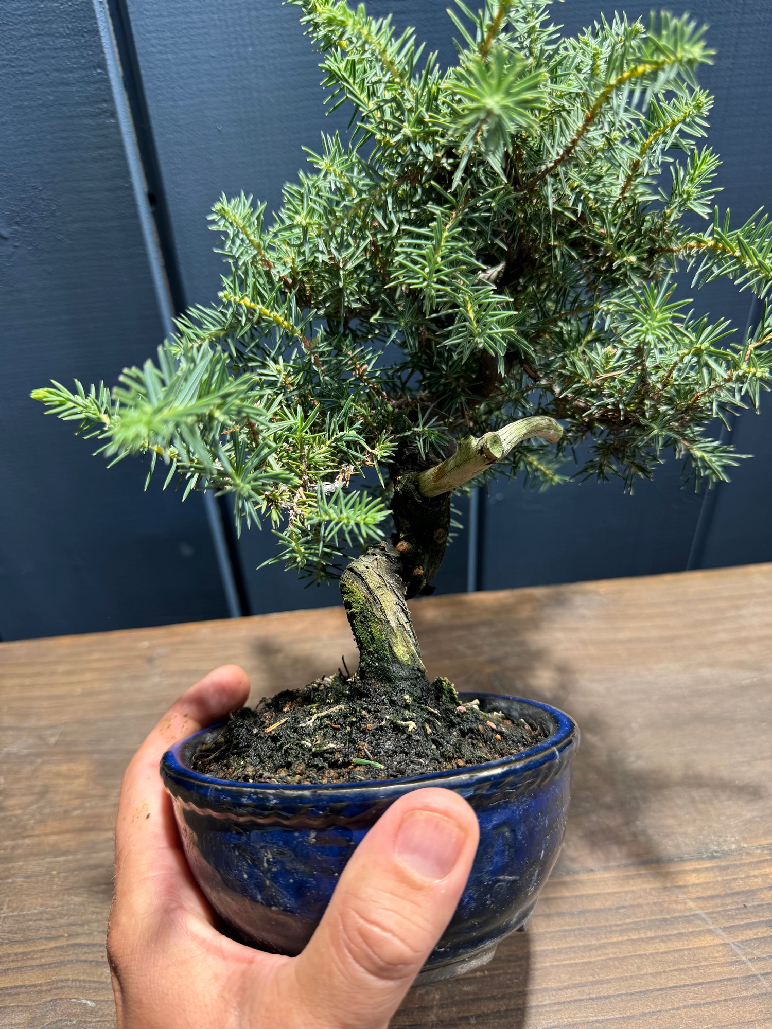 Juniperus rigida