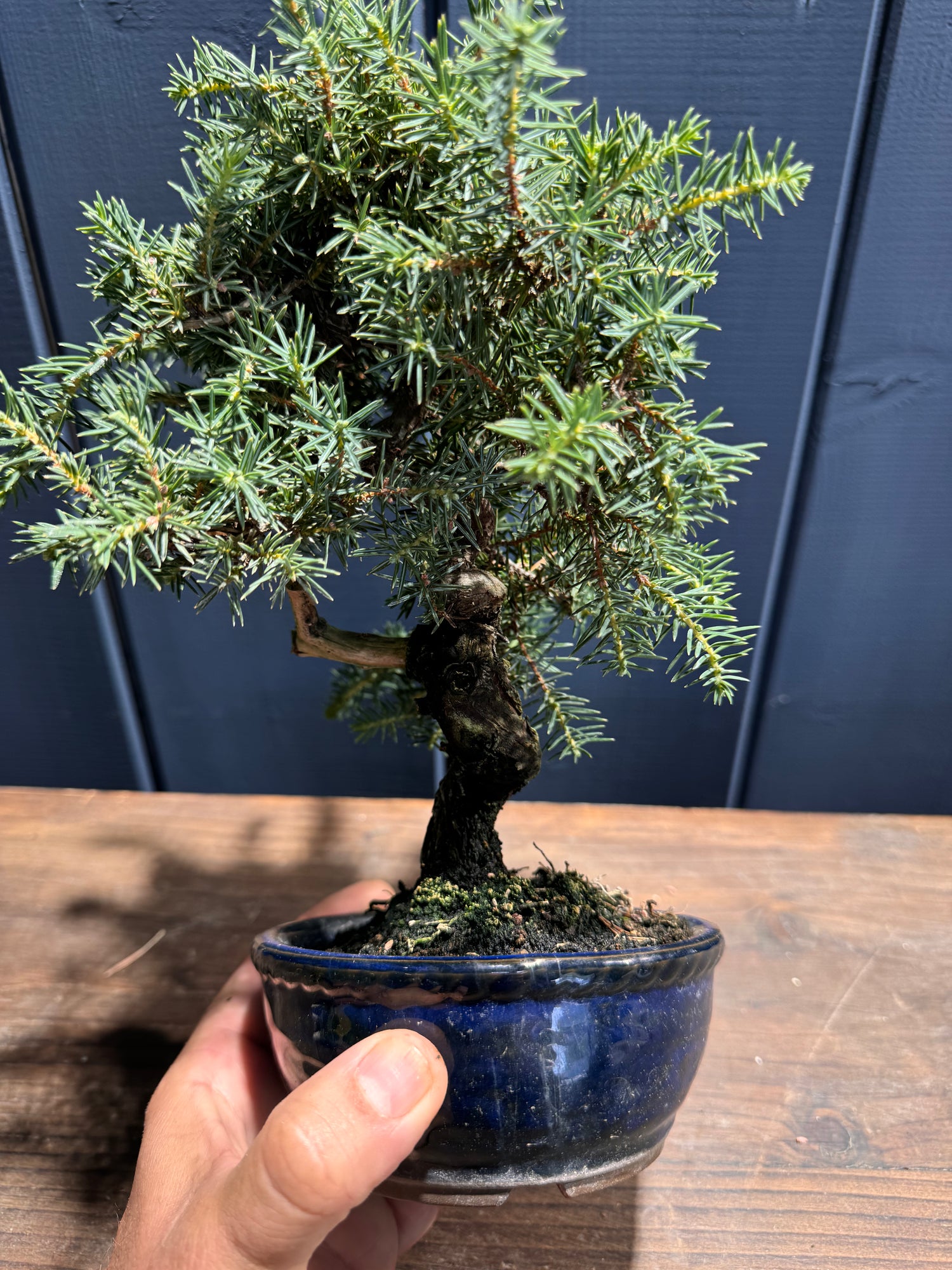 Juniperus rigida