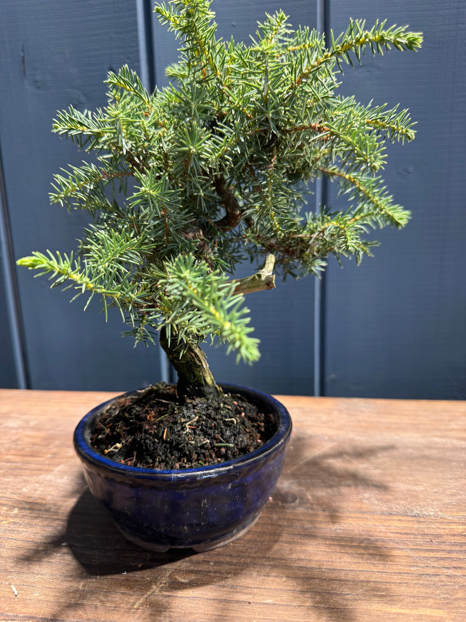 Juniperus rigida