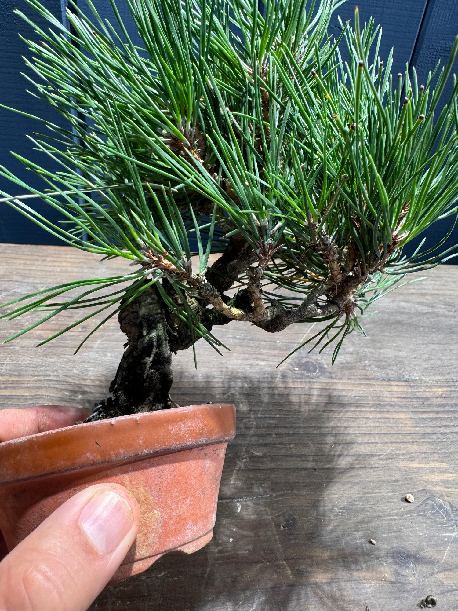 Pinus thunbergii