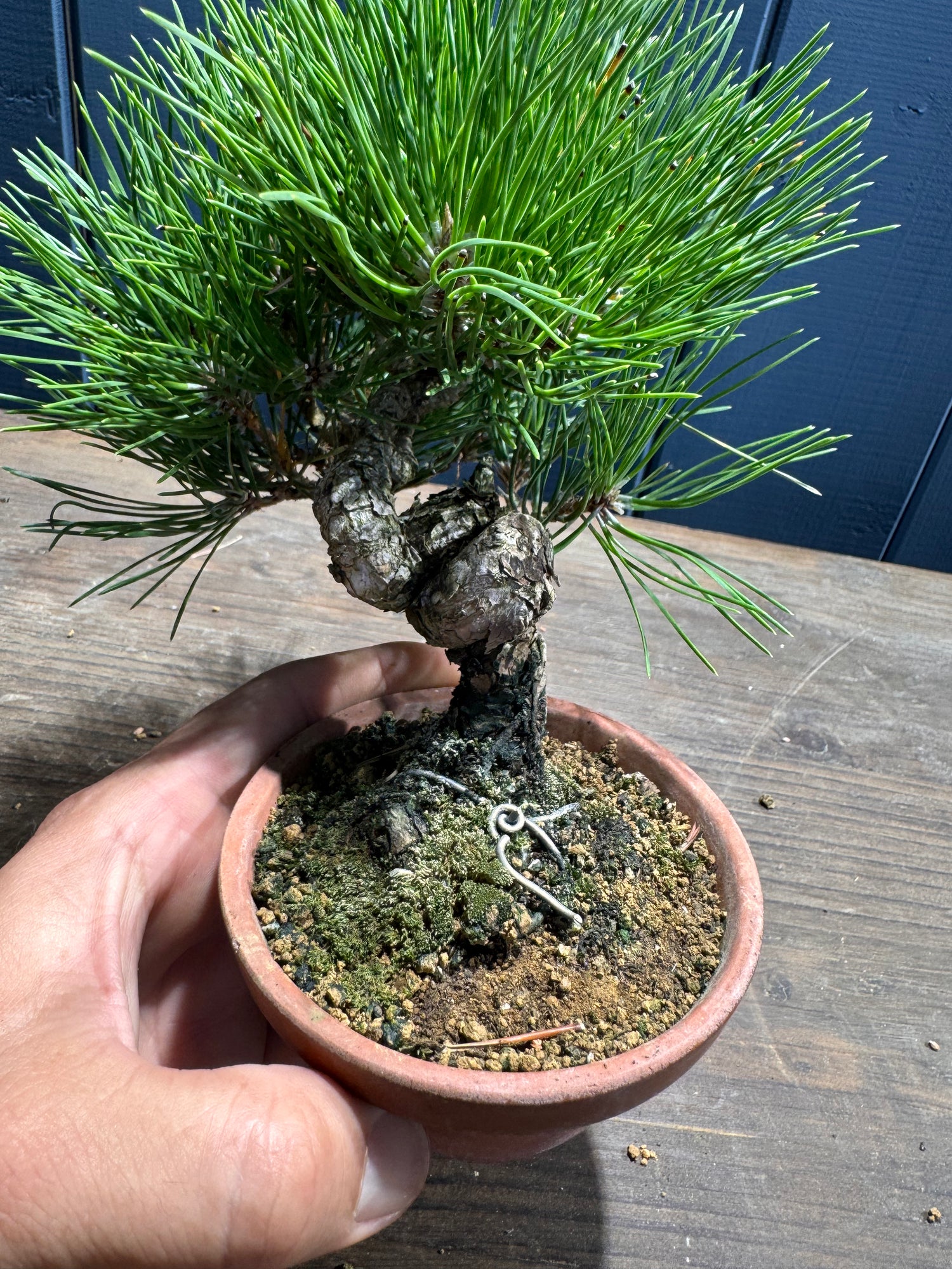 Pinus thunbergii