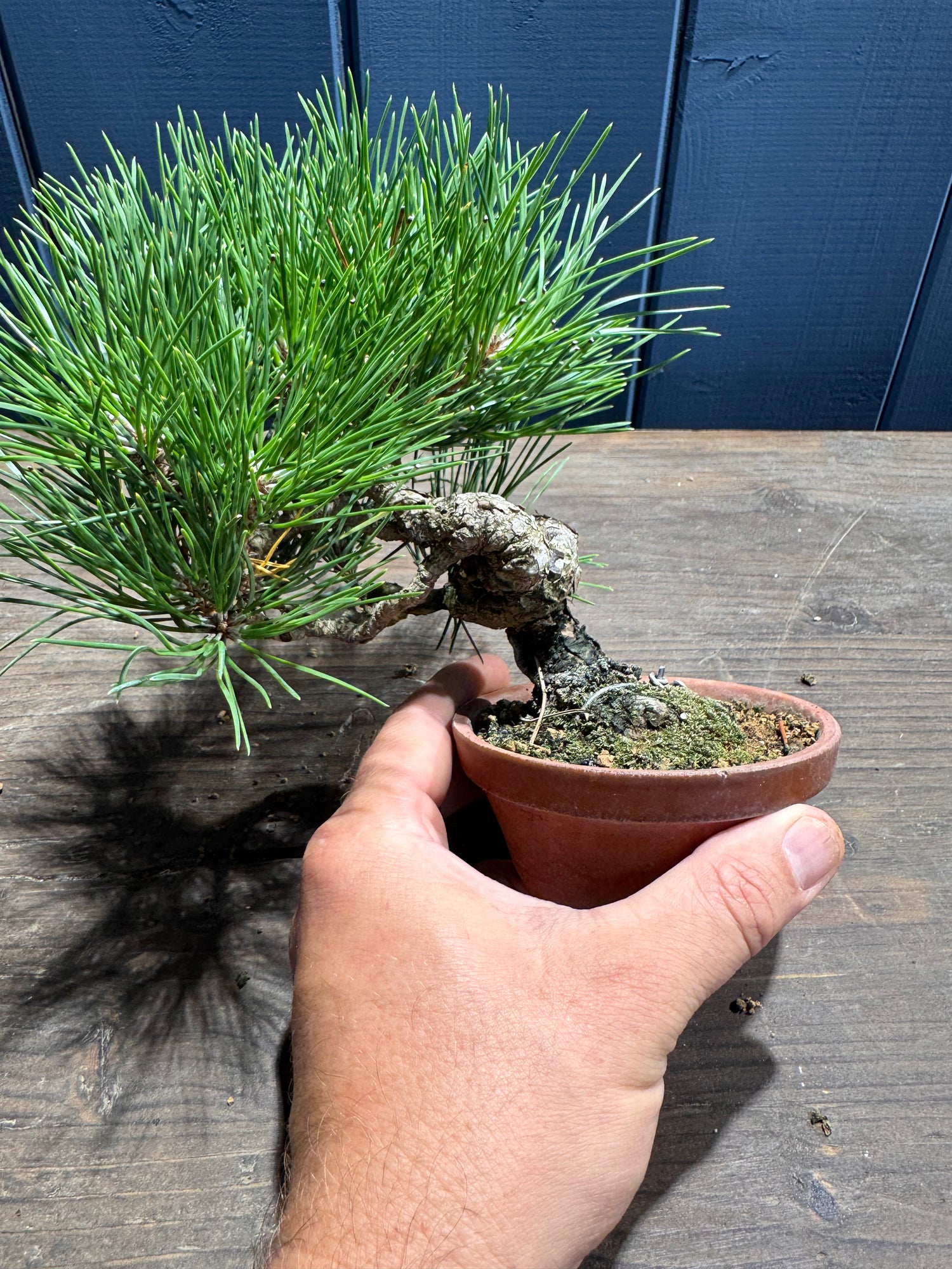 Pinus thunbergii