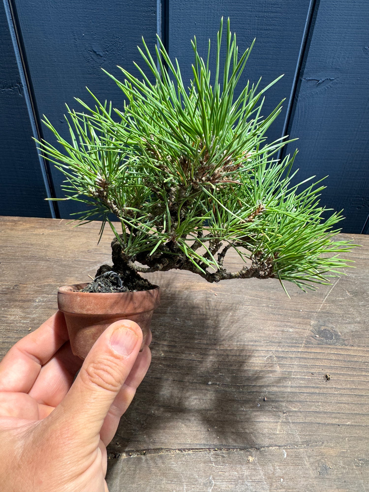 Pinus thunbergii - PT01