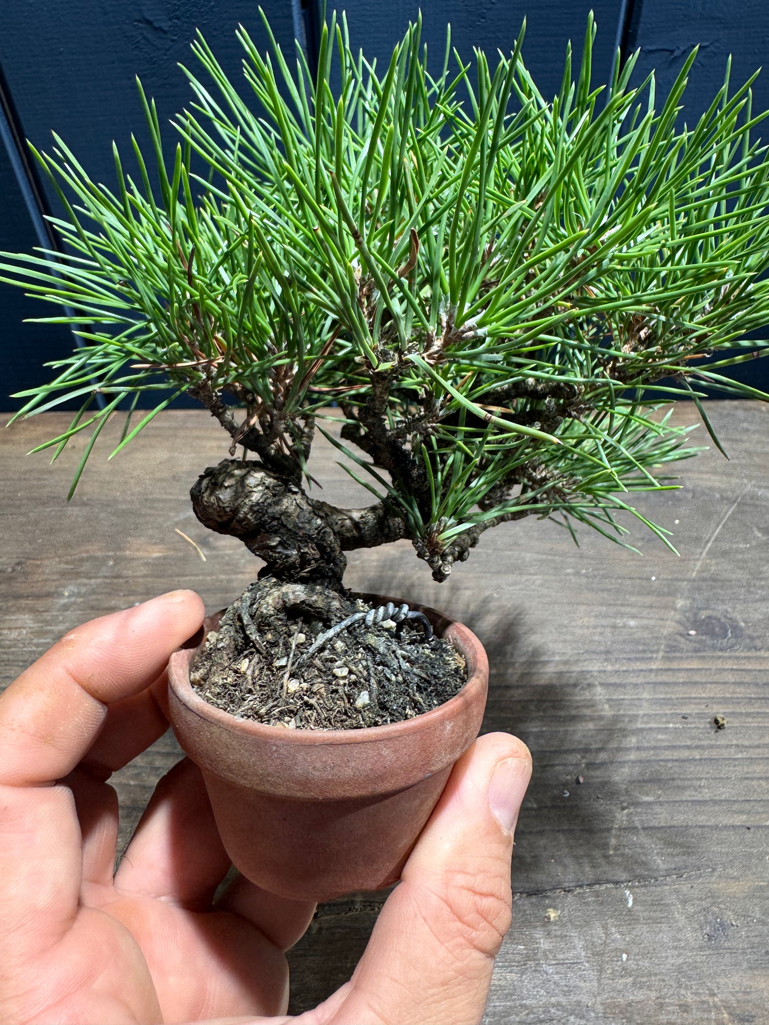 Pinus thunbergii - PT01
