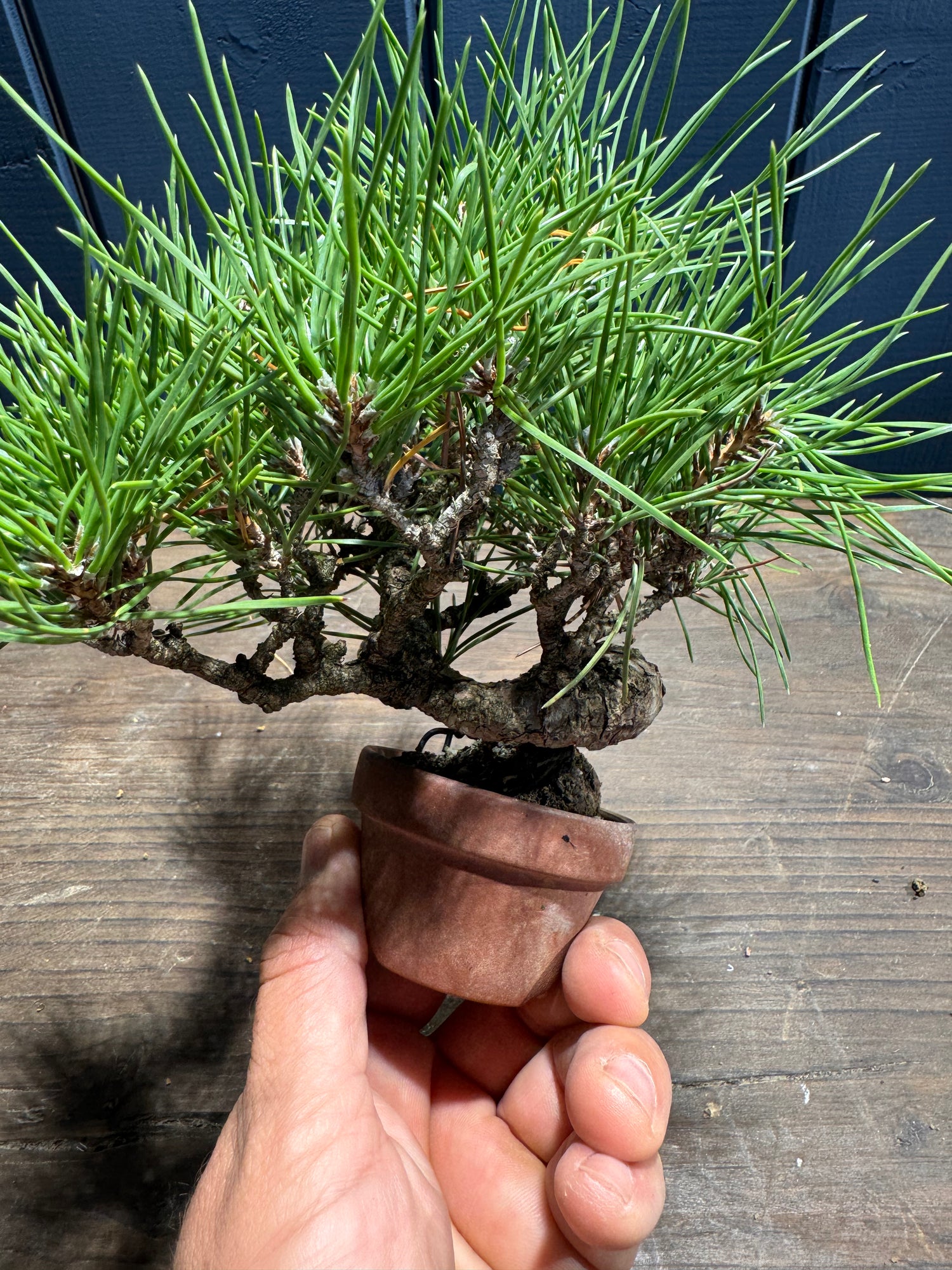 Pinus thunbergii - PT01