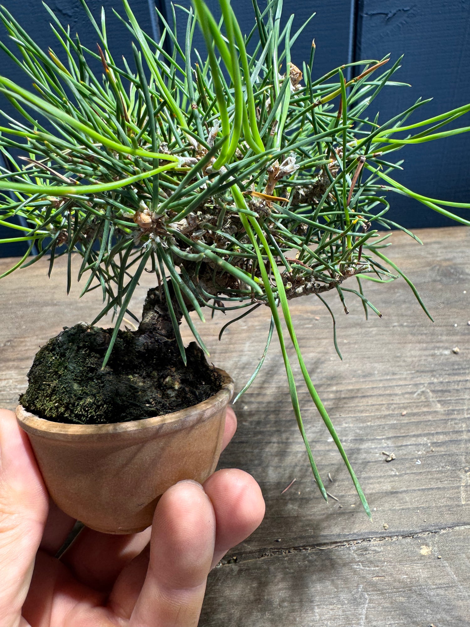 Pinus thunbergii PT02