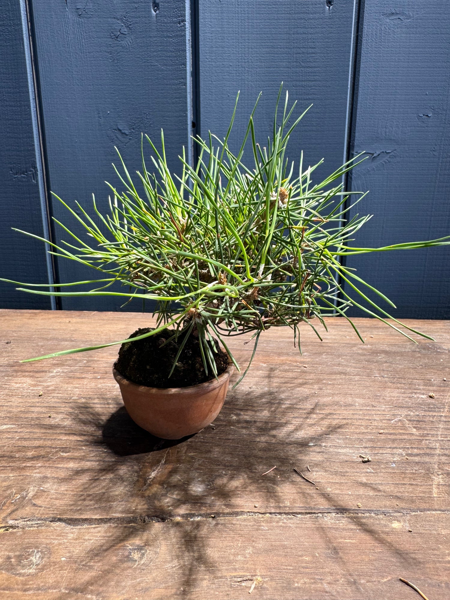 Pinus thunbergii PT02