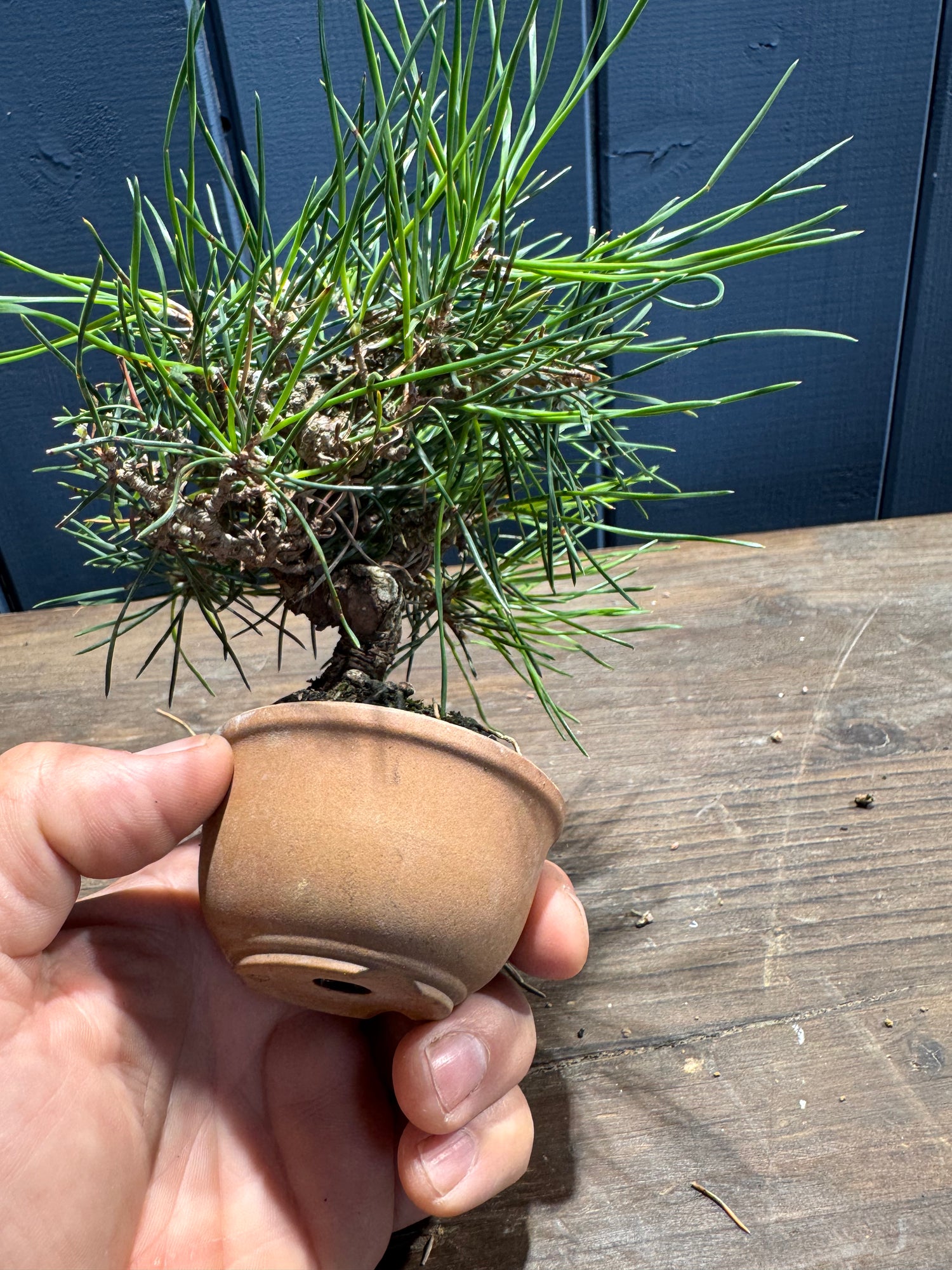 Pinus thunbergii PT02