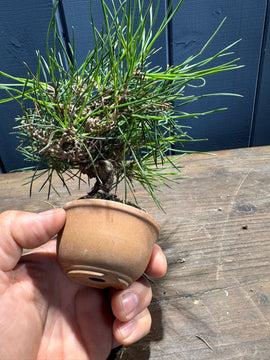 Pinus thunbergii PT02