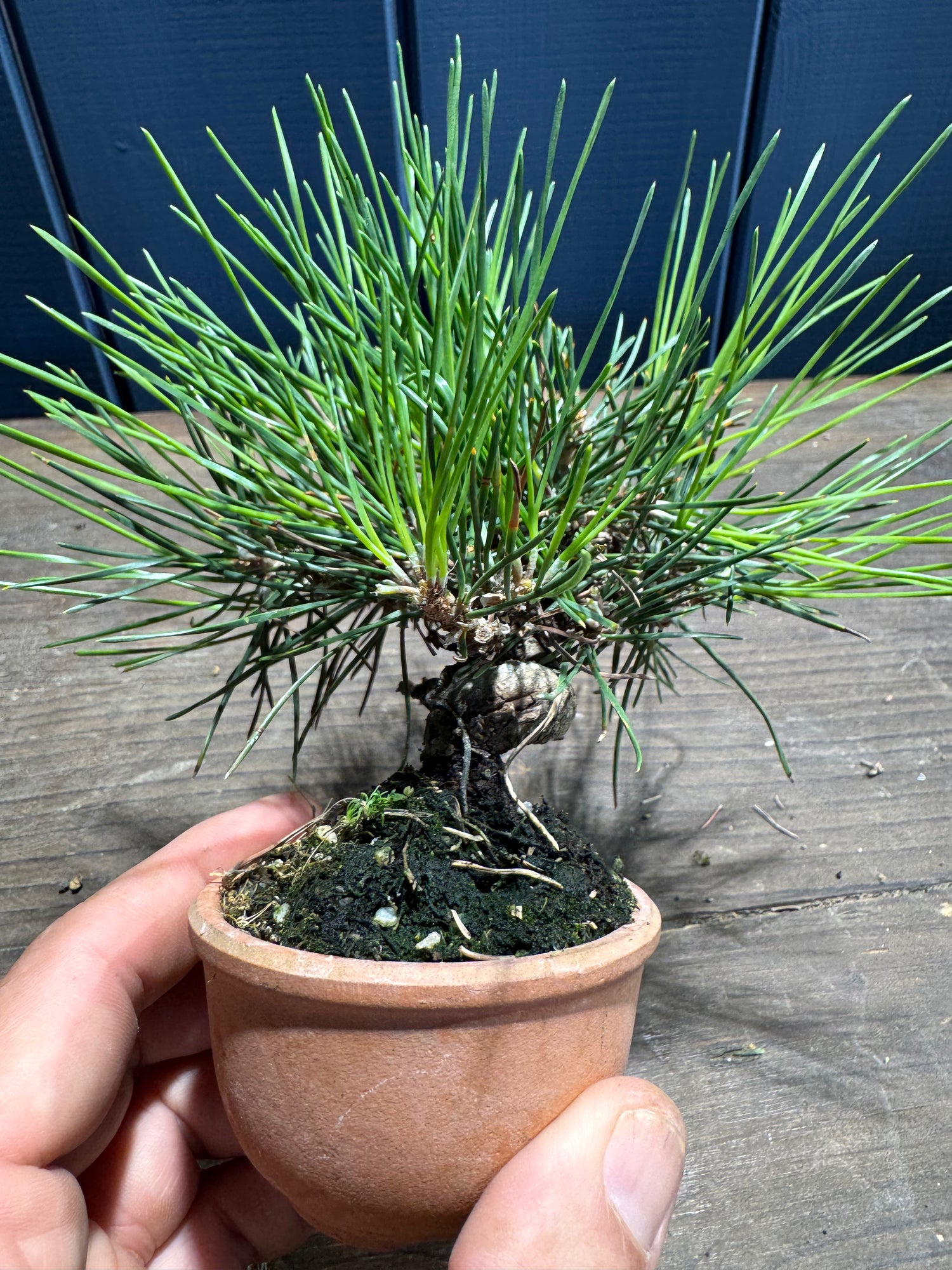 Pinus thunbergii PT03