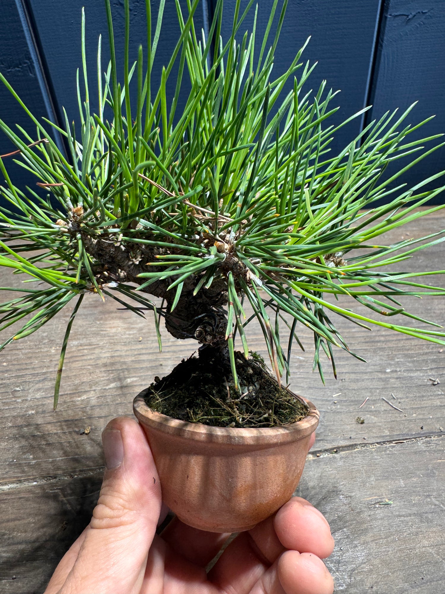 Pinus thunbergii PT03