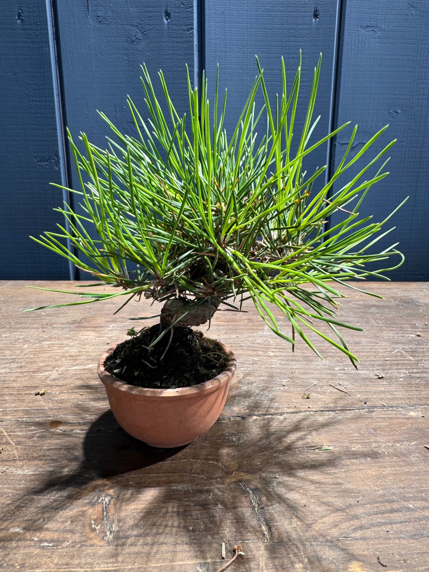 Pinus thunbergii PT03