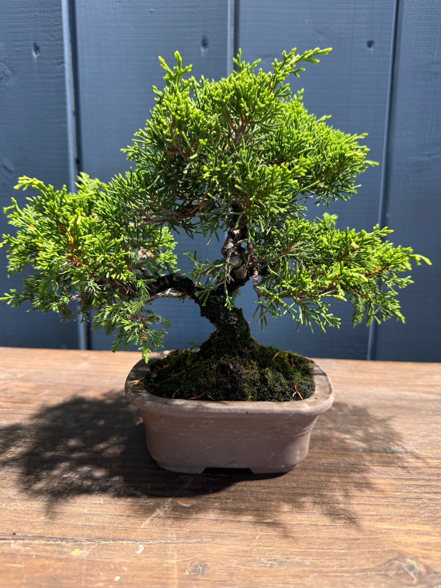 Juniperus chinensis ‘Itoigawa’ JC01