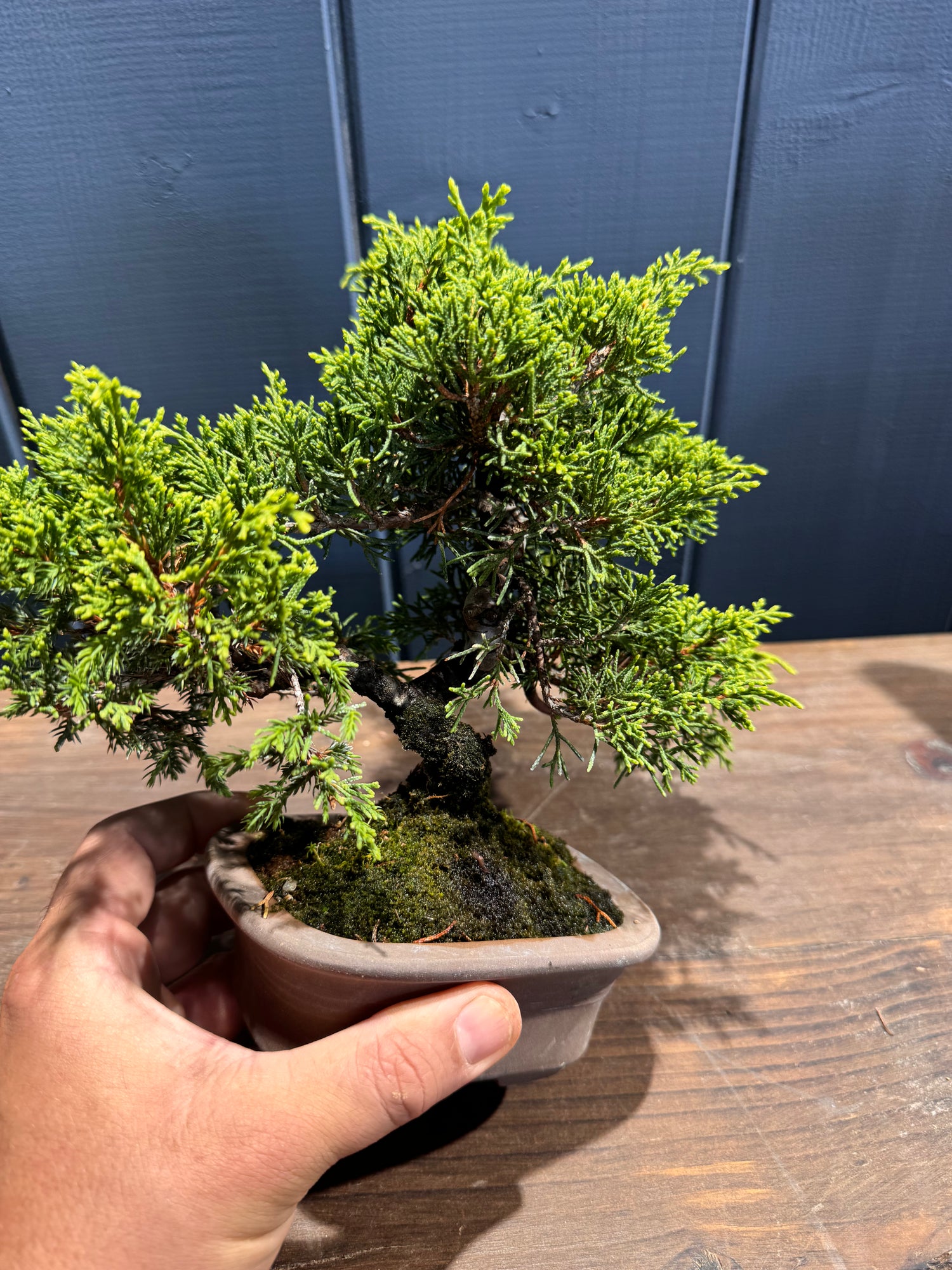 Juniperus chinensis ‘Itoigawa’ JC01