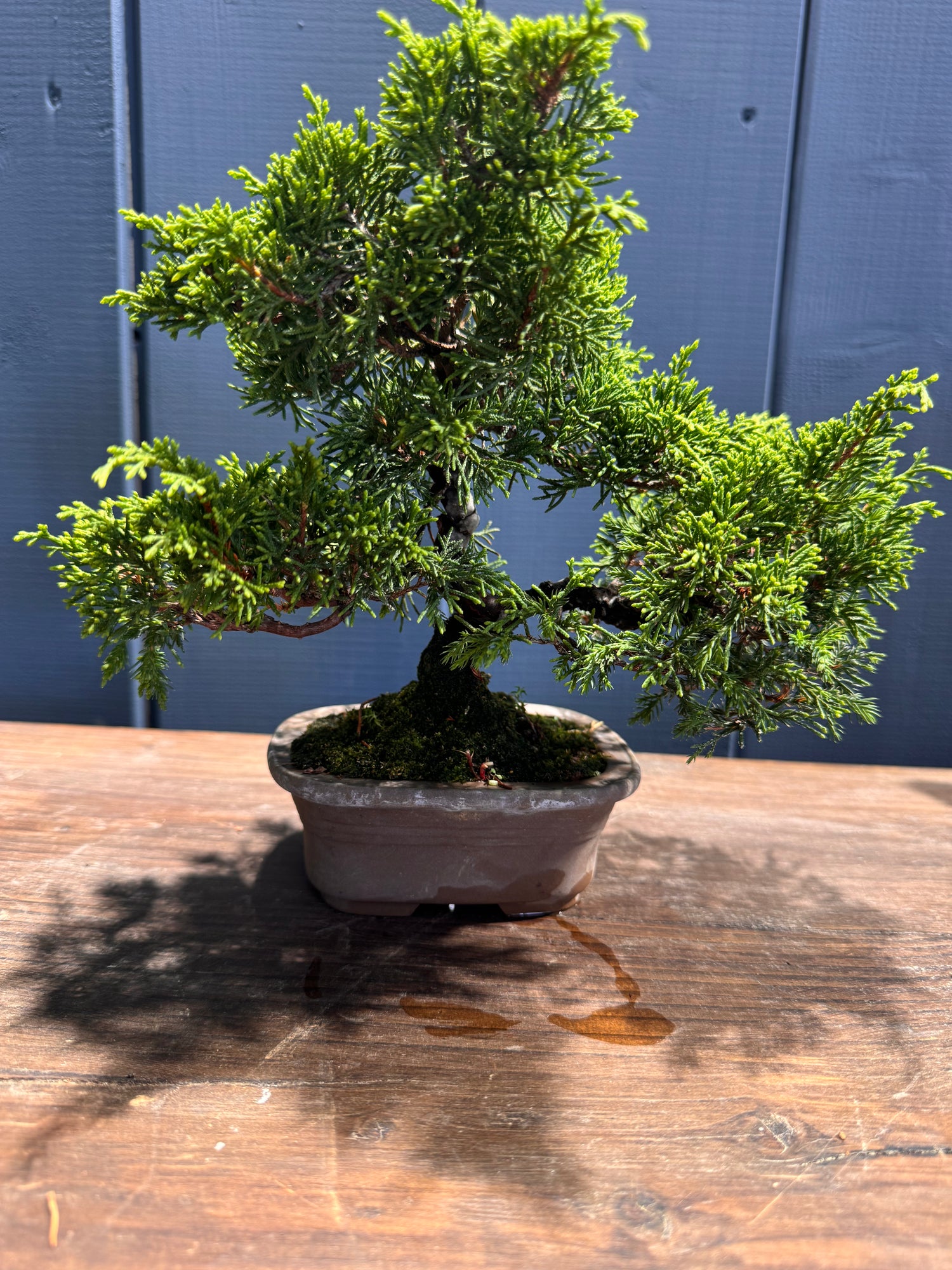 Juniperus chinensis ‘Itoigawa’ JC01