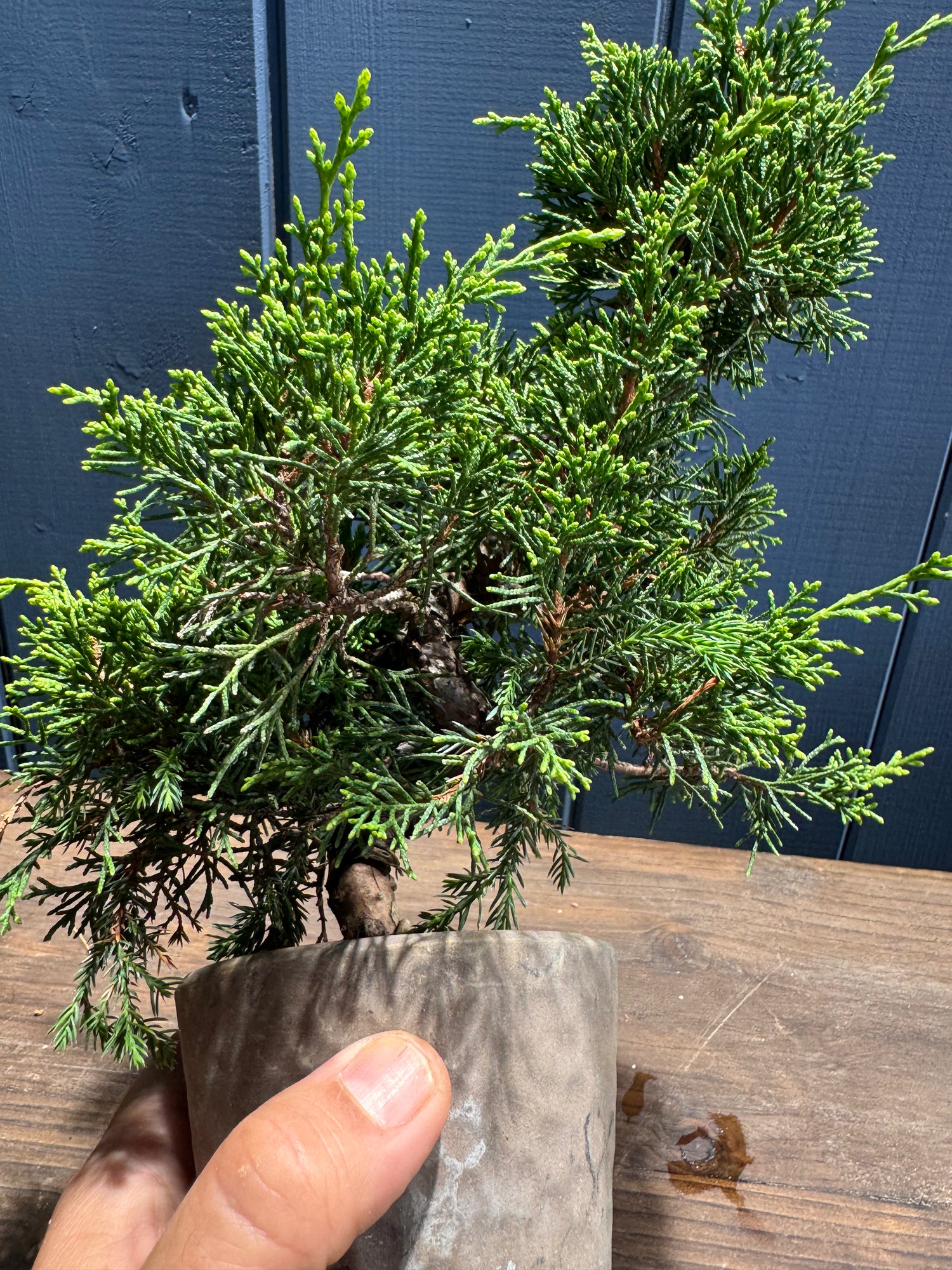 Juniperus chinensis ‘Itoigawa’ JC02