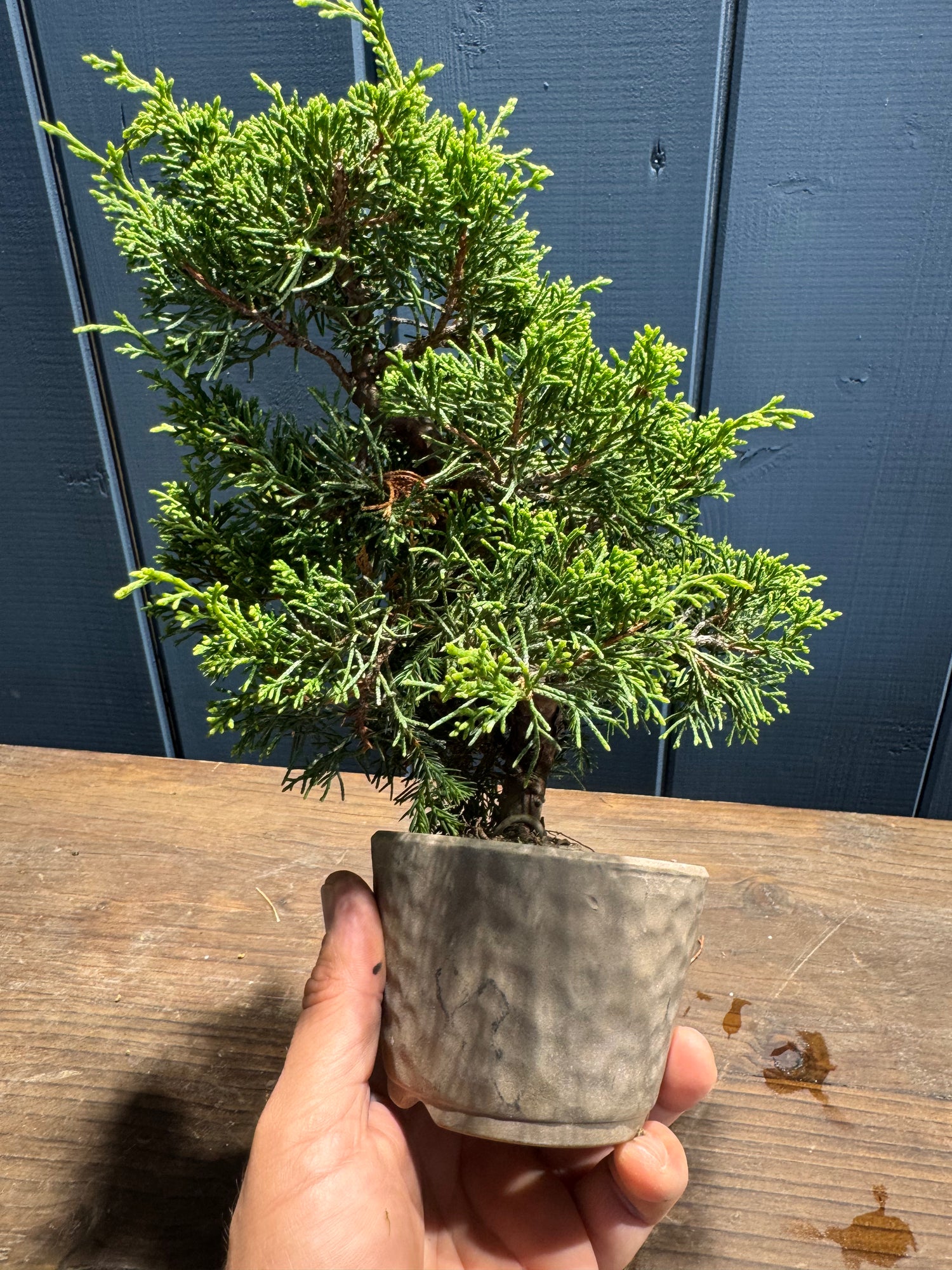 Juniperus chinensis ‘Itoigawa’ JC02