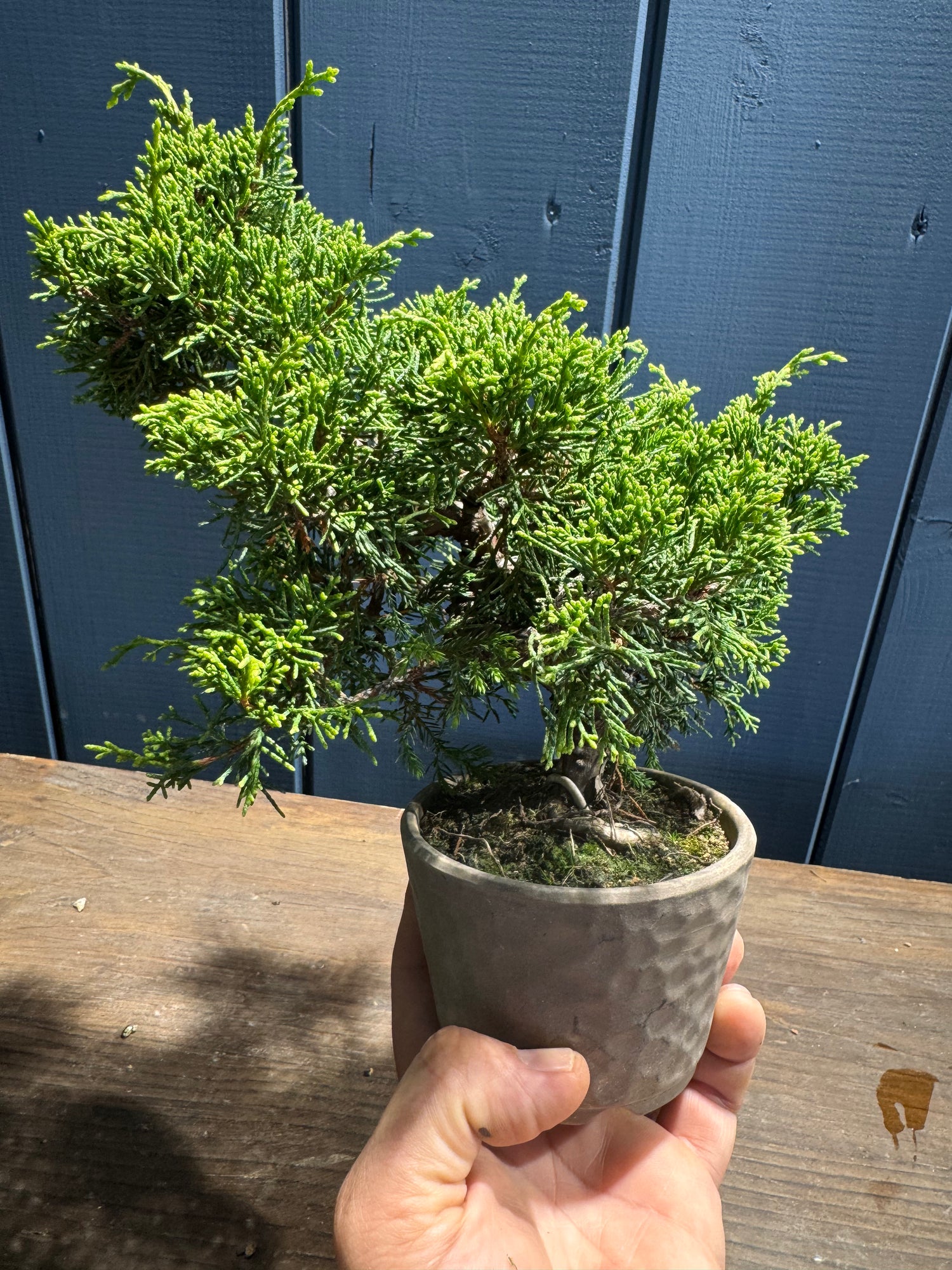 Juniperus chinensis ‘Itoigawa’ JC02