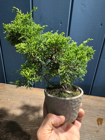 Juniperus chinensis ‘Itoigawa’ JC02