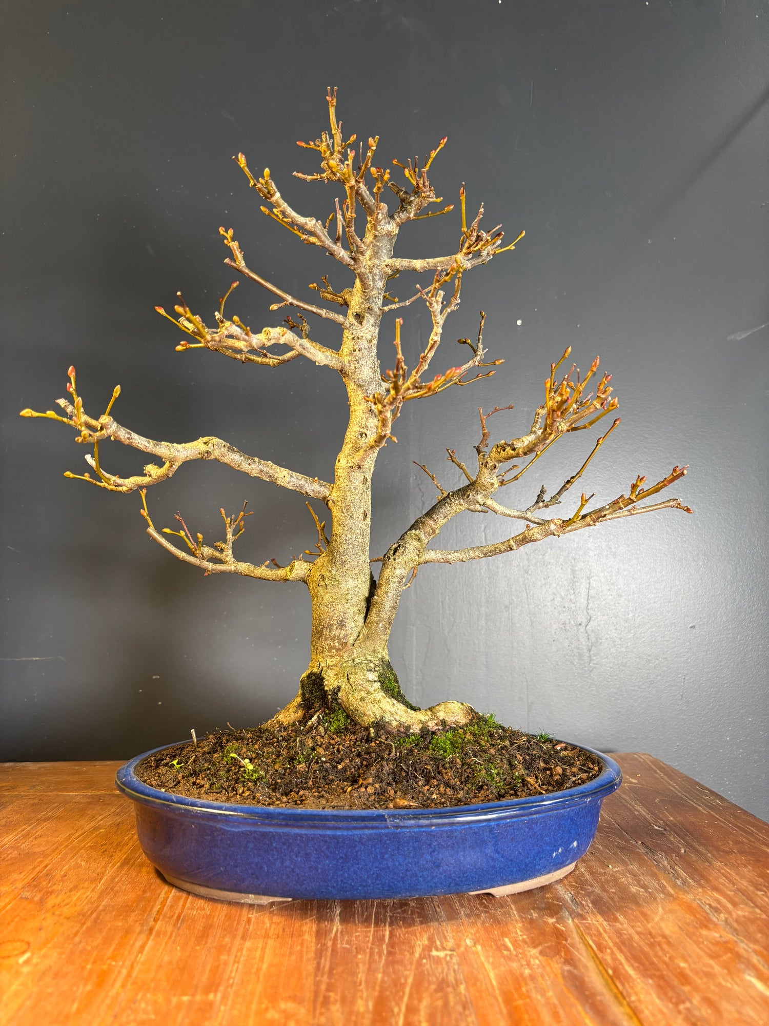 Tilia japonica (Tilleul du Japon)