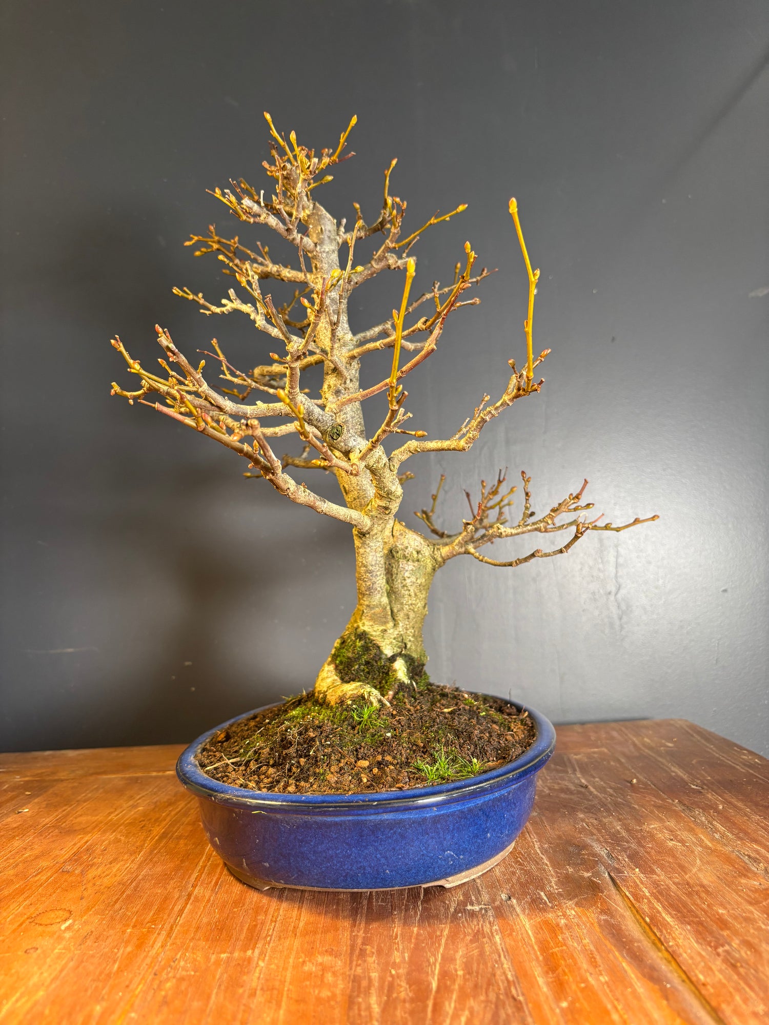 Tilia japonica (Tilleul du Japon)