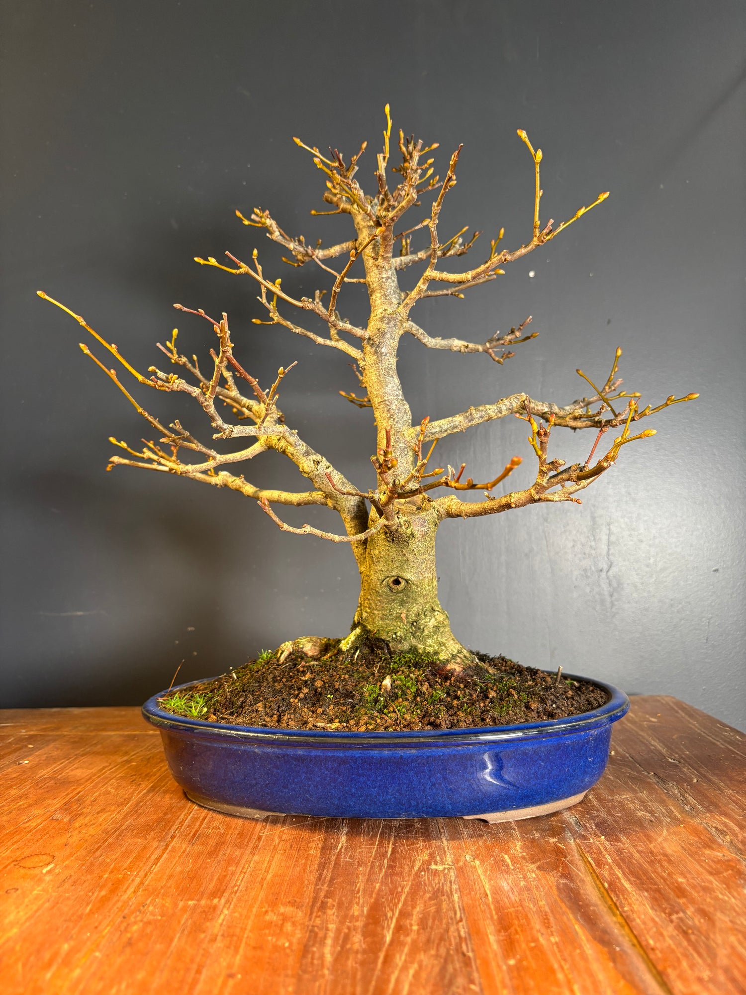 Tilia japonica (Tilleul du Japon)