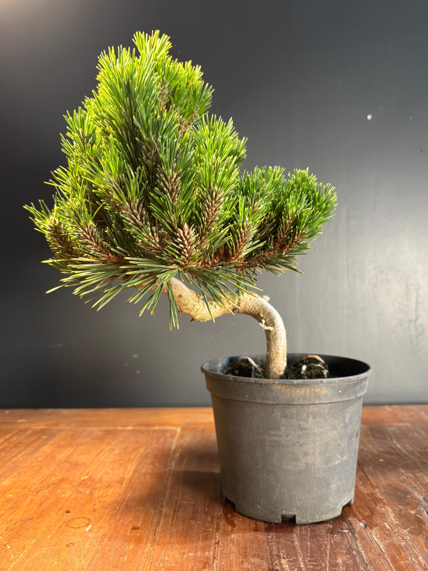 Pinus thunbergii 'Senjyumaru' (Pin noir du Japon)