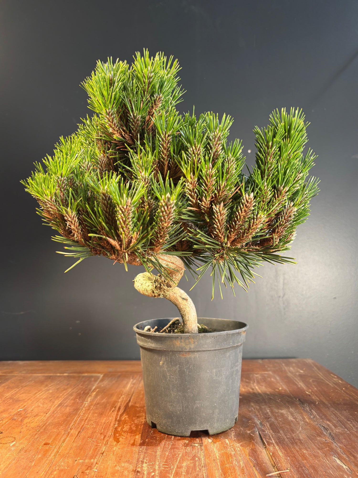 Pinus thunbergii 'Senjyumaru' (Pin noir du Japon)