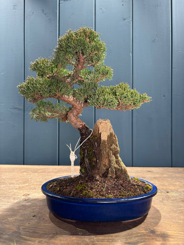 Juniperus chinensis 'Itoigawa' sur roche