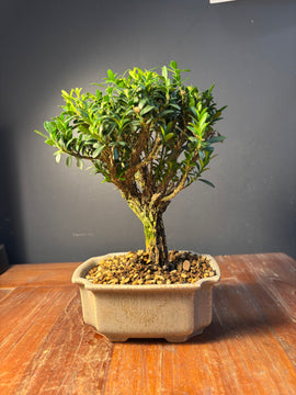 Buxus harlandii (Buis de Chine)