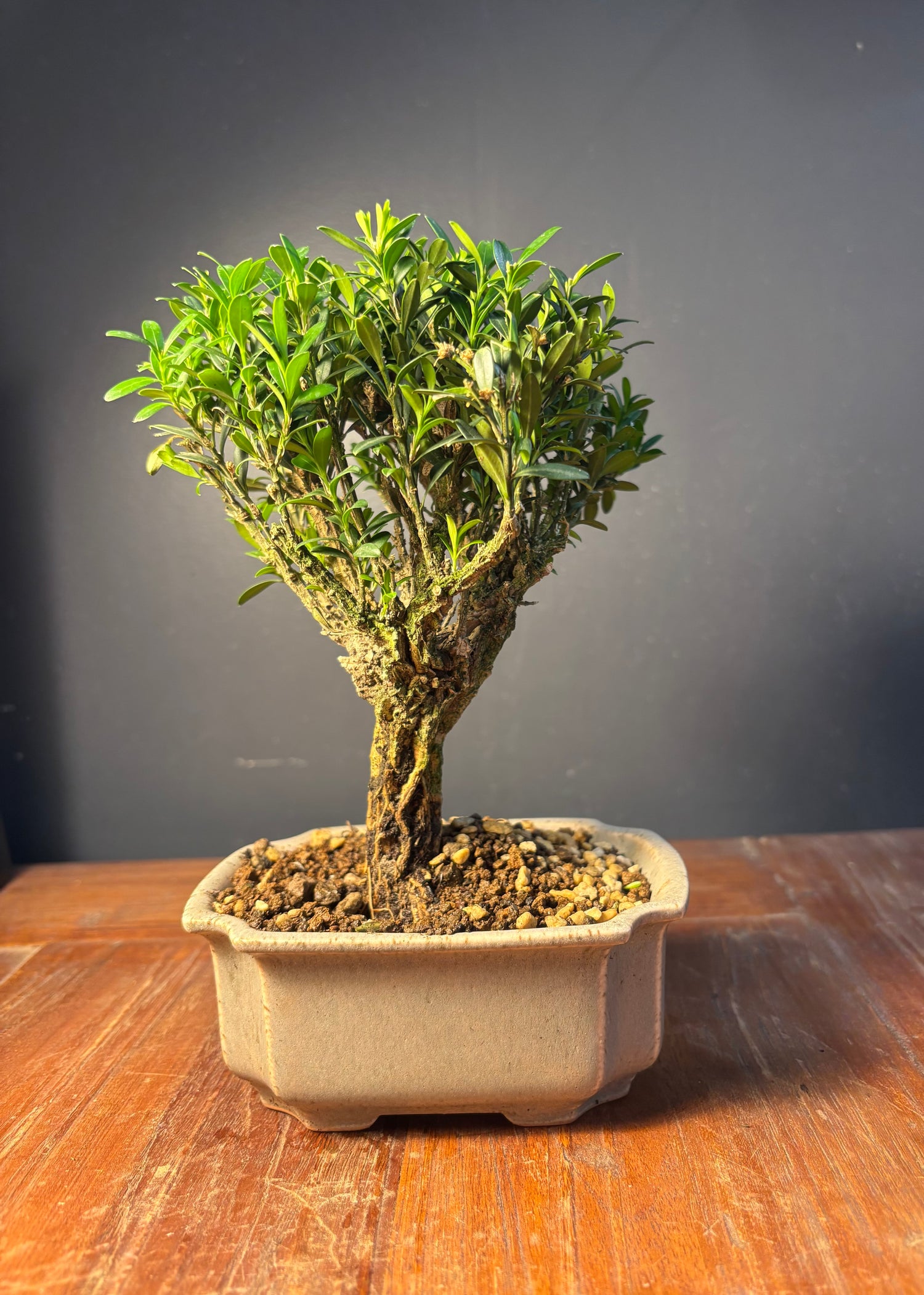 Buxus harlandii (Buis de Chine)