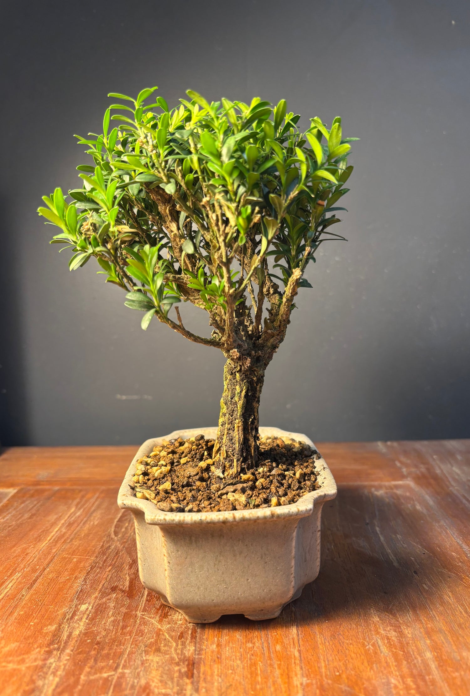 Buxus harlandii (Buis de Chine)
