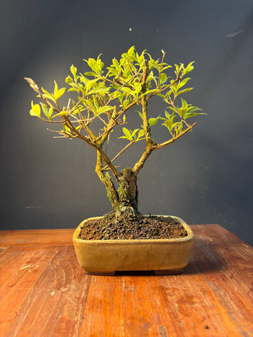 Callicarpa japonica (Callicarpe)