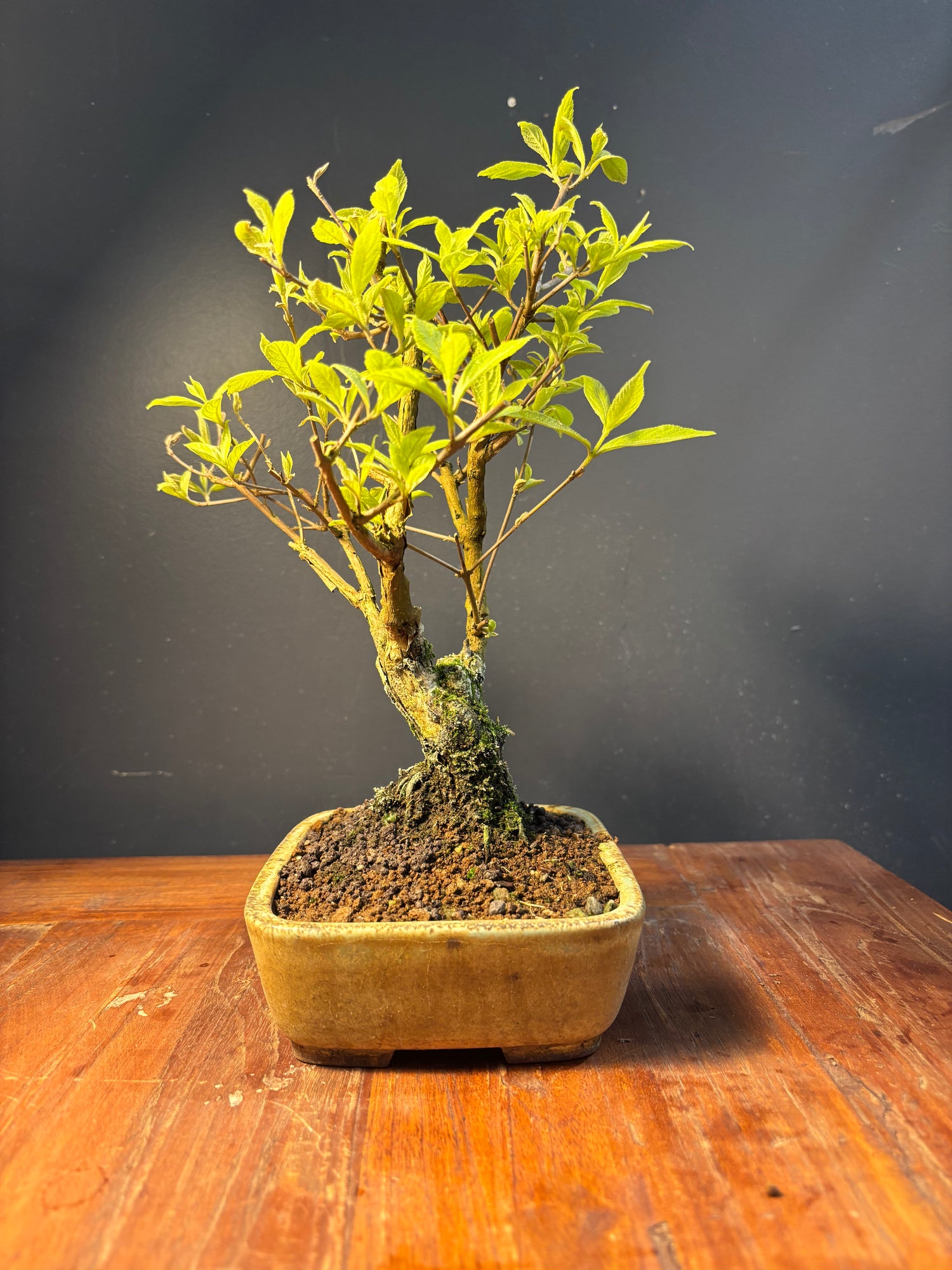 Callicarpa japonica (Callicarpe)